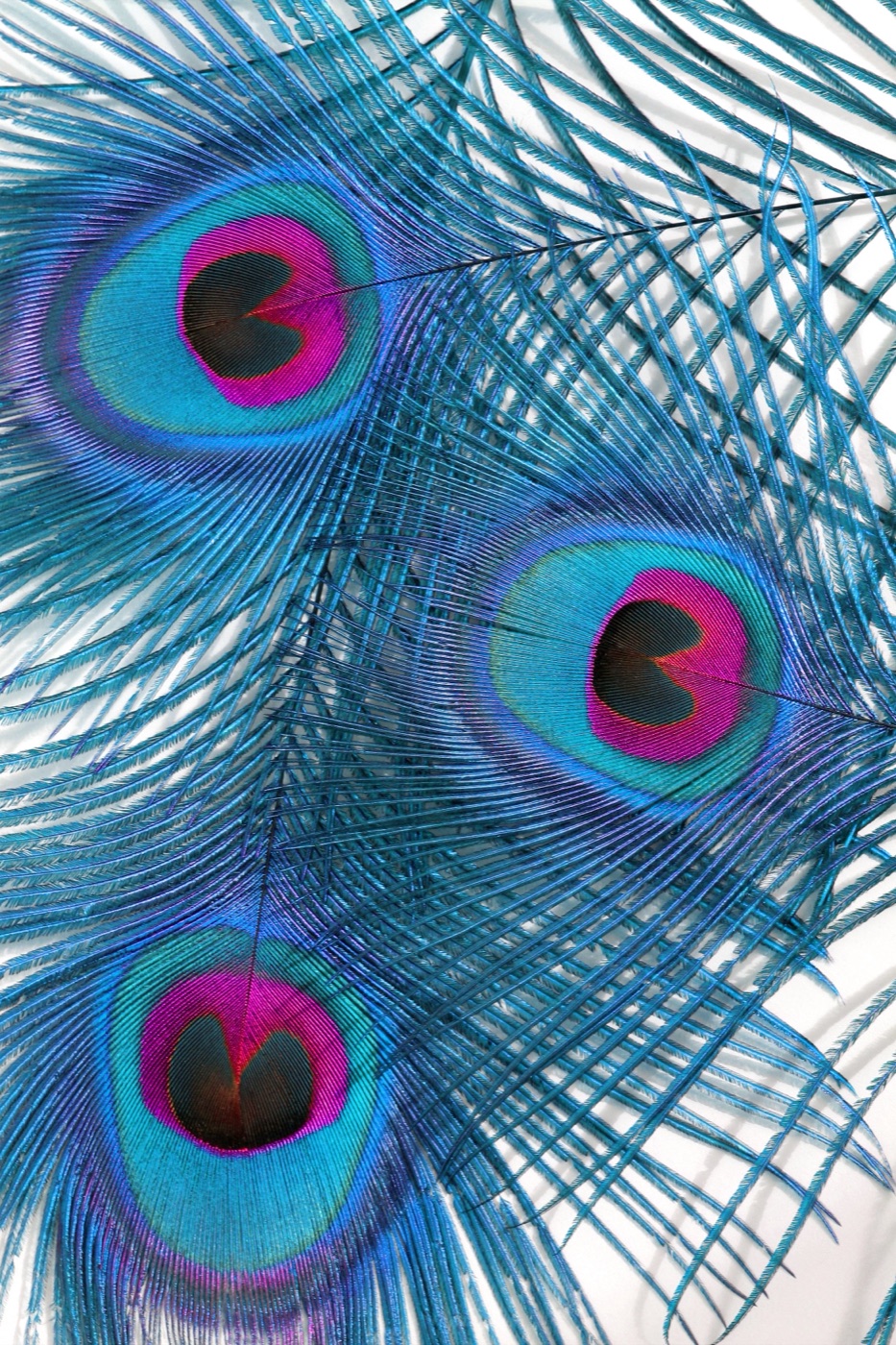 Peacock Feather — tropical Steam Deck skin