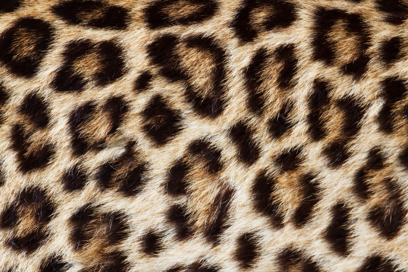 Leopard Furry Hide — black Kindle skin