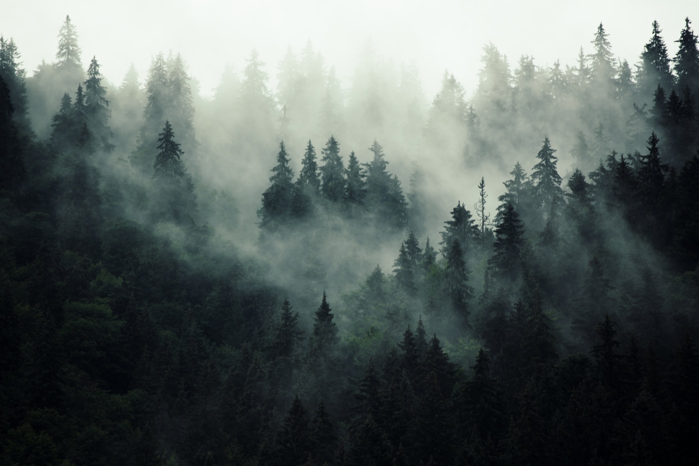 Misty Forest Mountain — gray iPad skin