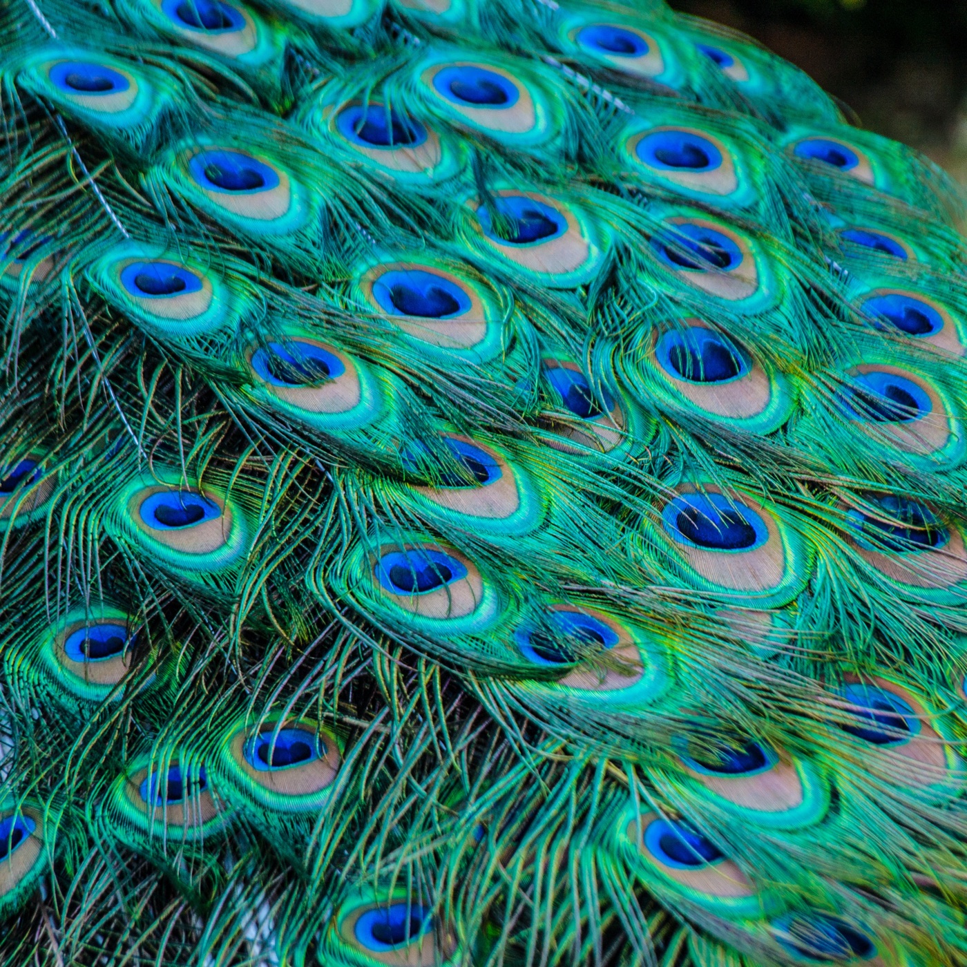Peacock Feather Fantasy — maximalist Nintendo Switch skin