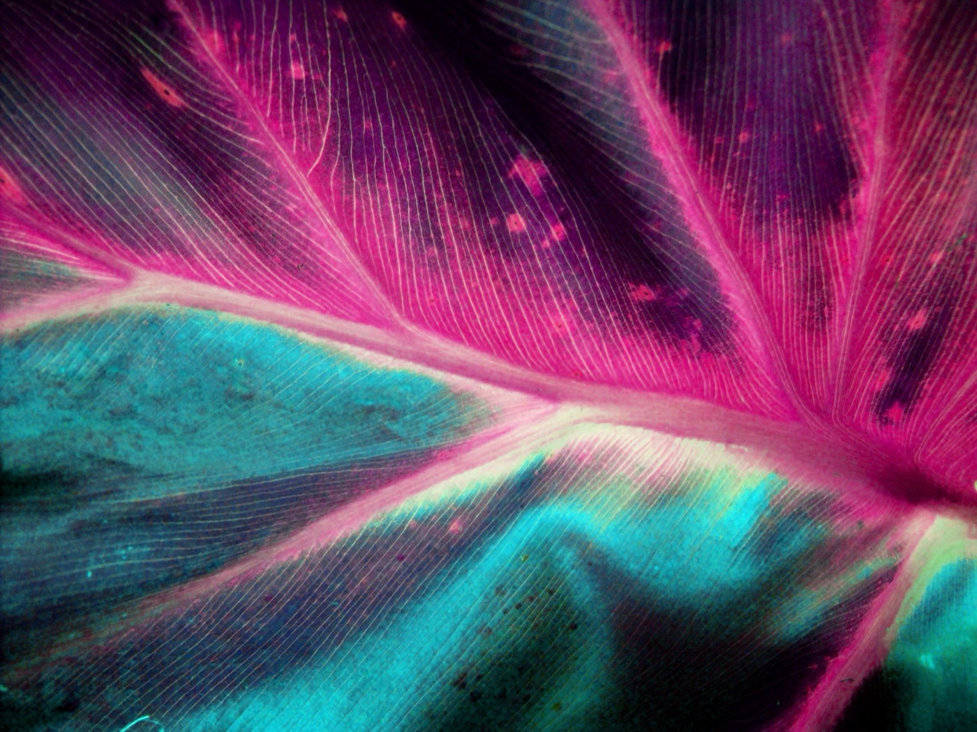 Neon Tropical Leaf — hot pink iPhone skin