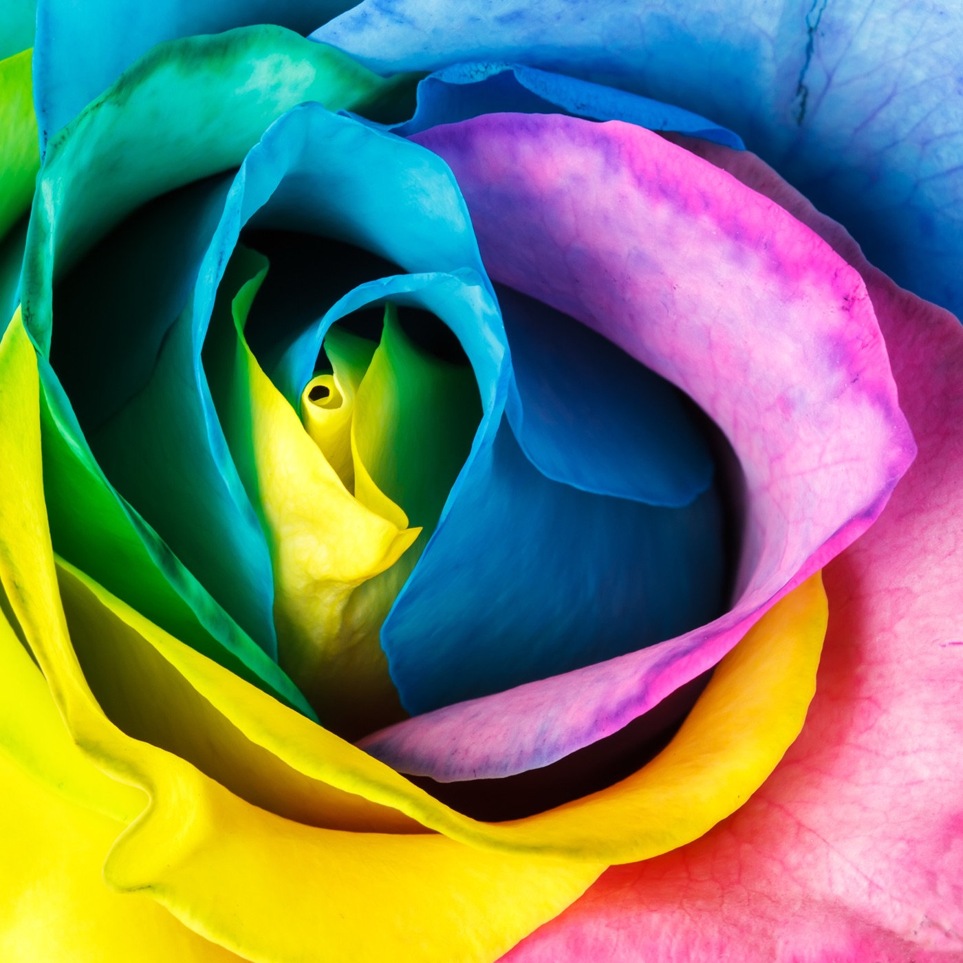 Rainbow Rose Petals — floral MacBook skin