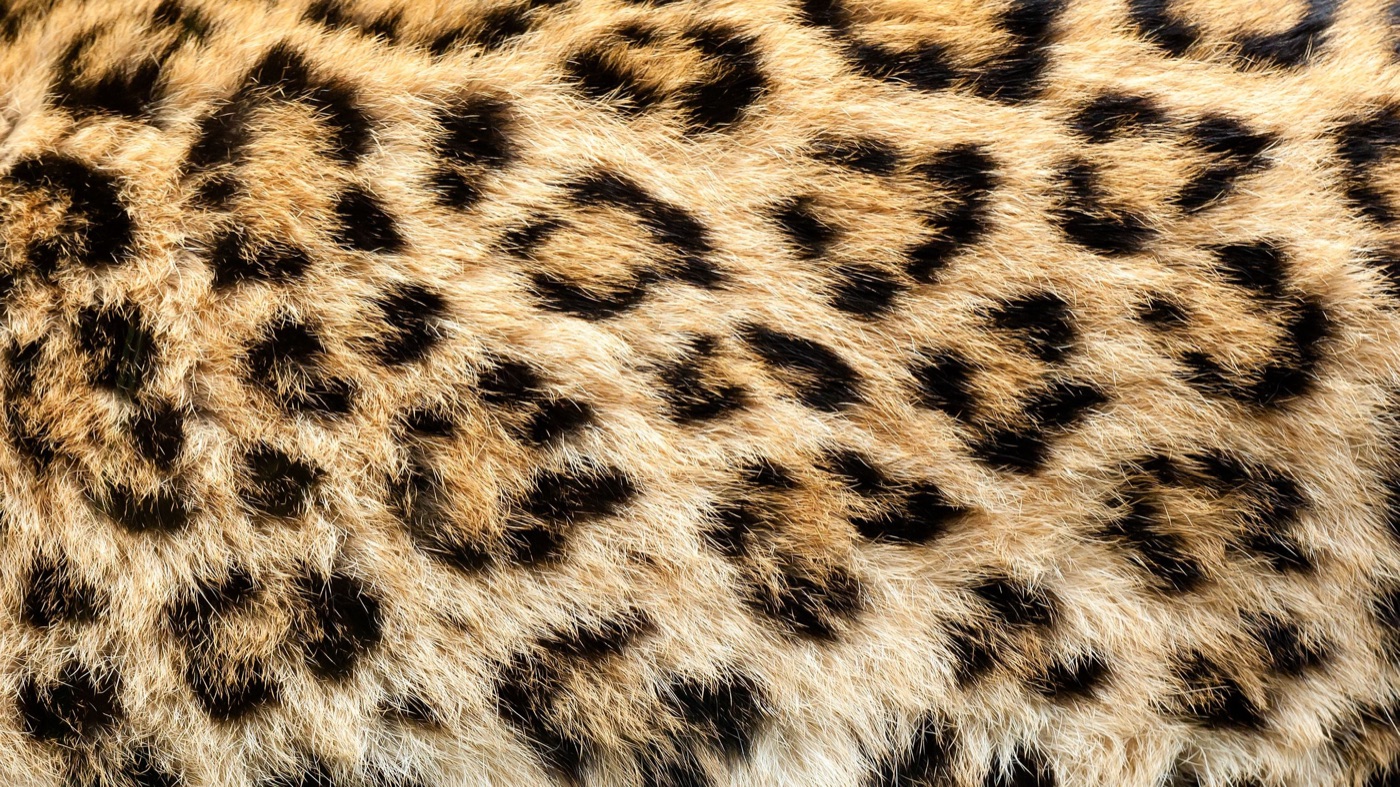Real Cheetah Print — brown Apple Watch skin