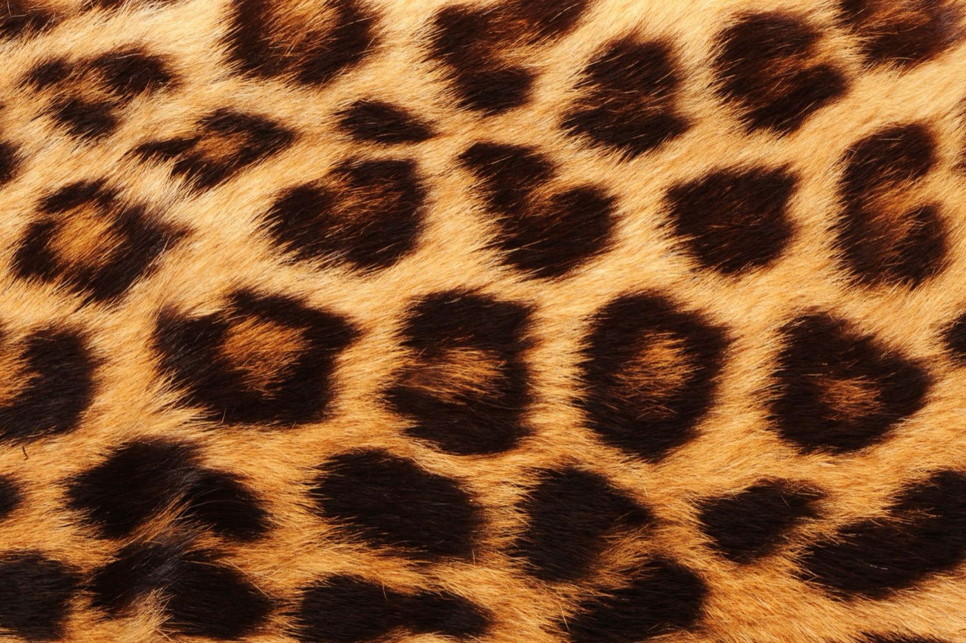 Cheetah Fur — animal print iPad skin
