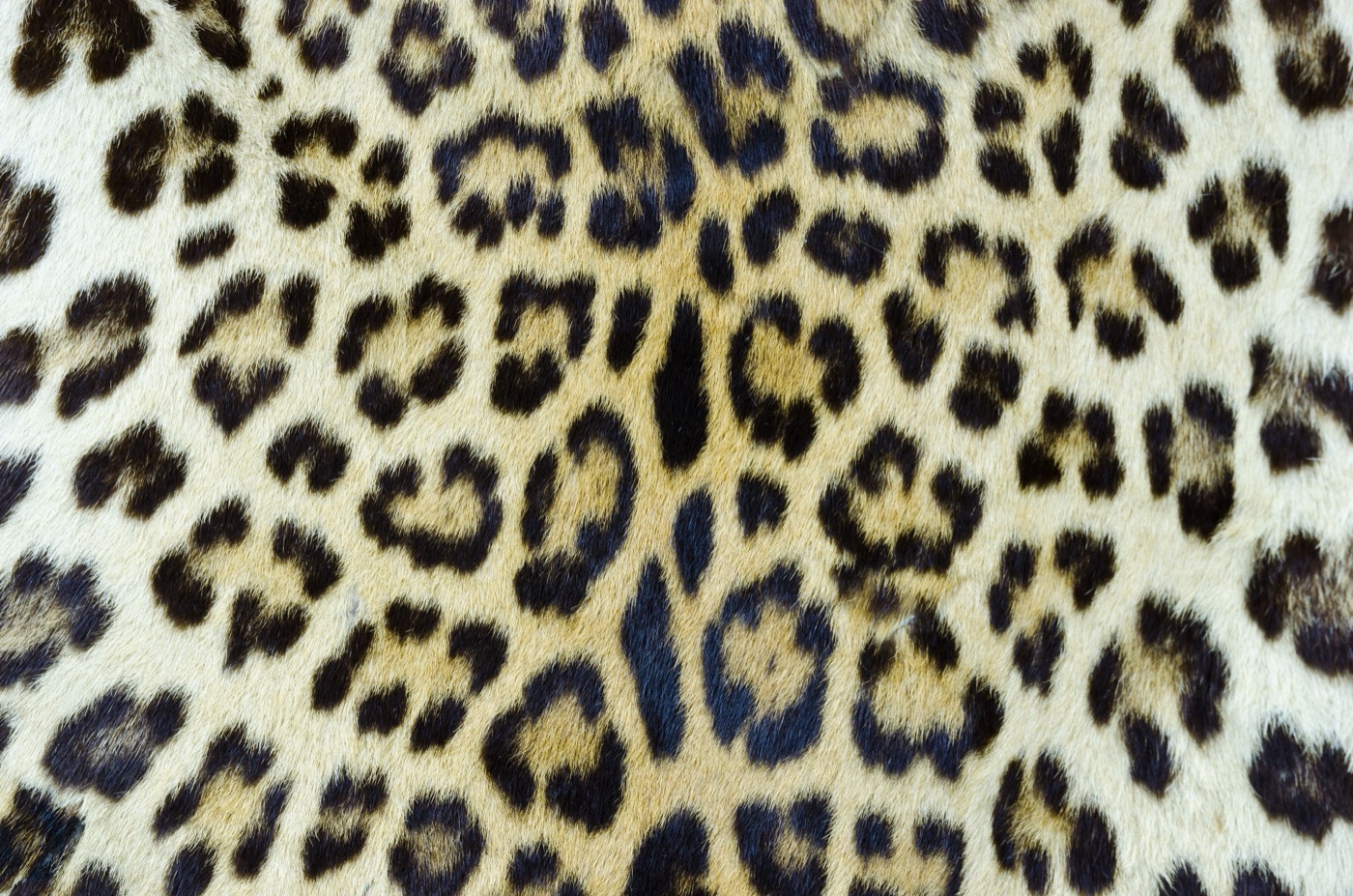 Leopard Hide — cream MagicBand skin