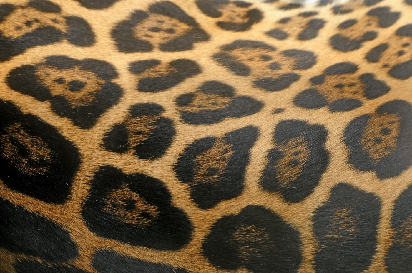 Leopard Print — black Nintendo Switch skin