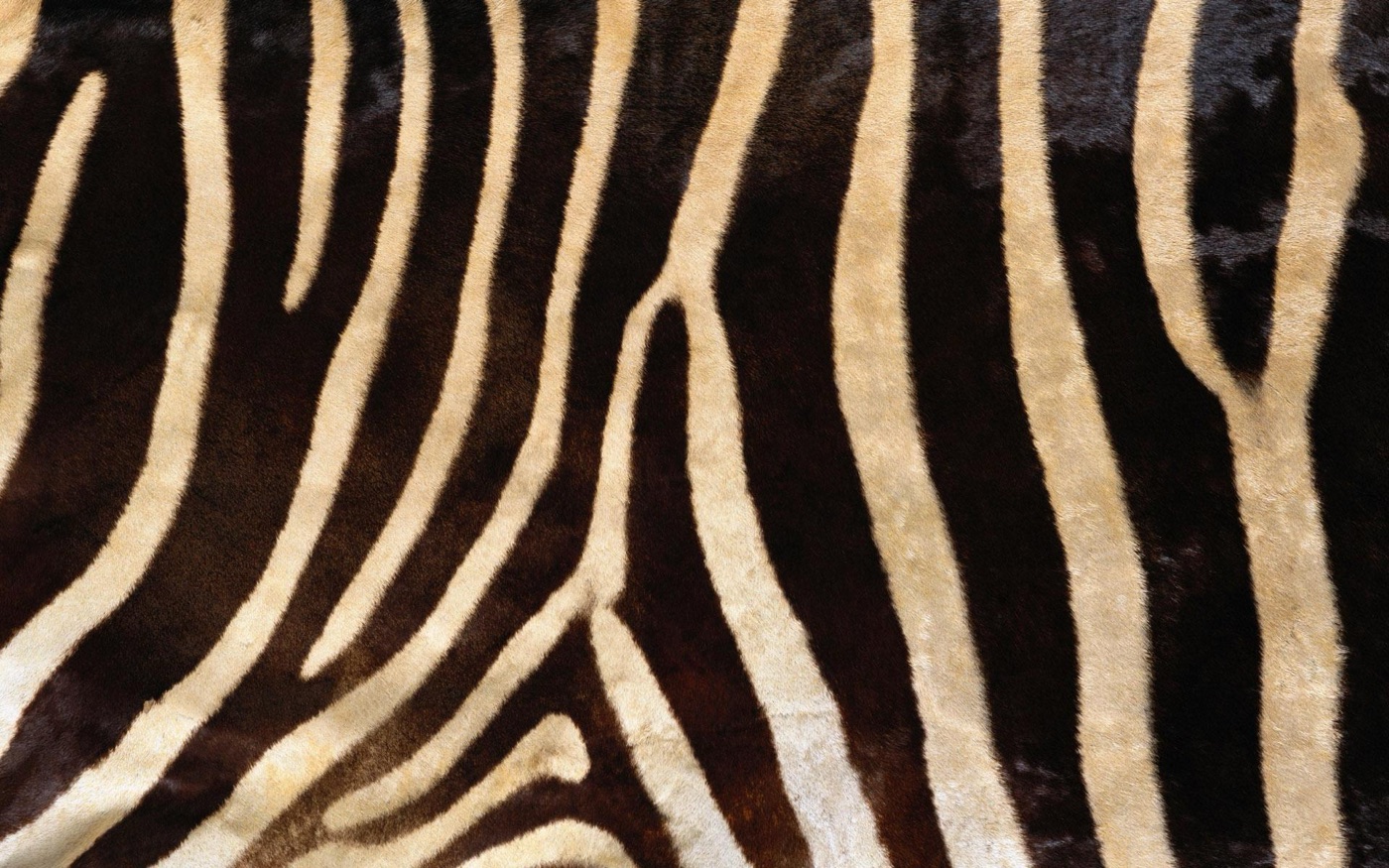 Real Zebra Print — cream iPhone skin
