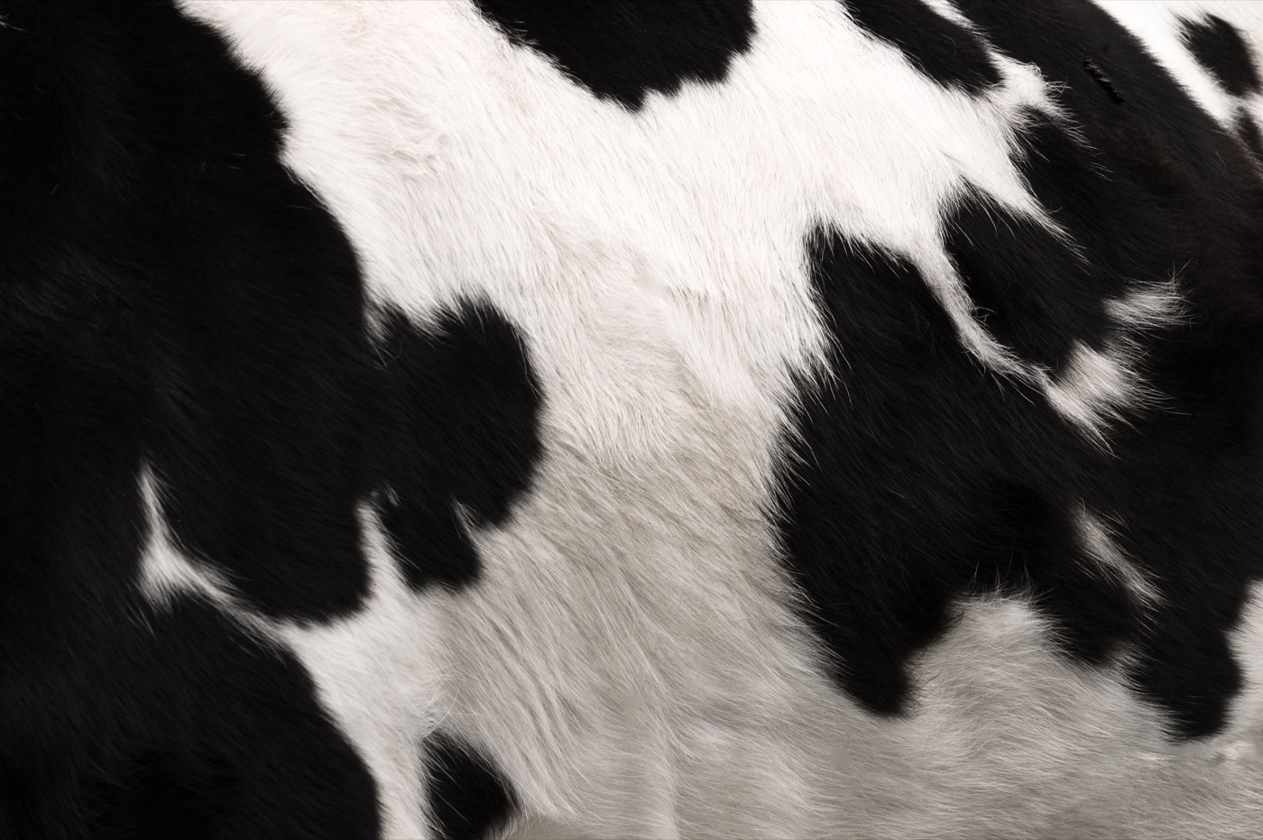 Classic Cow Hide — animal print Nintendo Switch skin