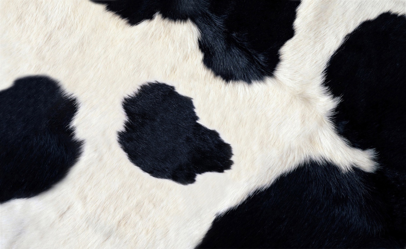 Classic Cow Spots — black Laptop skin