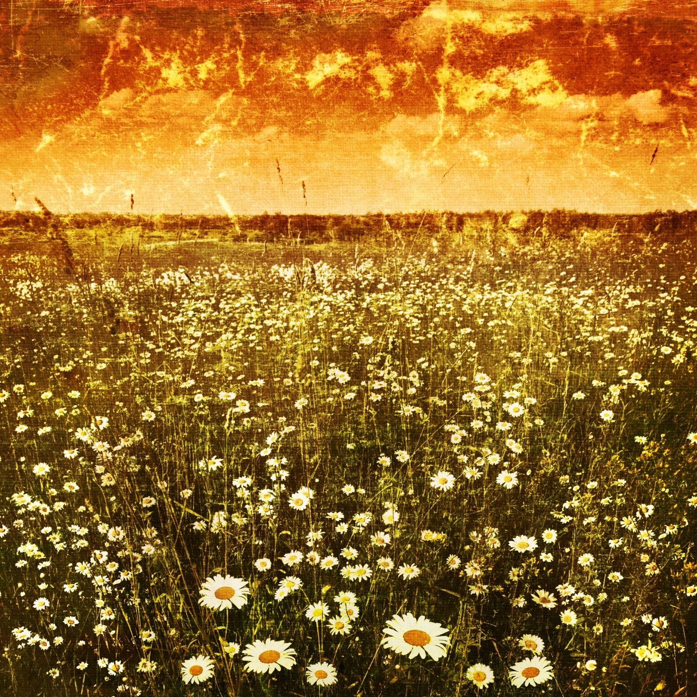 Glowing Orange Field — floral MacBook skin